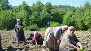 Bilecik’te 162 yıllık ata tohumuyla biber üretimi sürüyor
