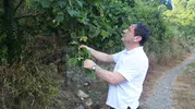 Fındık üreticisinin gözü bahçede kokarca pusuda
