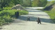 Düzce ormanlarında iki kardeşin ayı ailesiyle tuhaf diyaloğu
