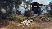 Cunda Adası’ndaki yangın zeytinlikleri küle çevirdi