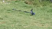 Cizre'deki parkta yılanlar vatandaşları şaşırttı