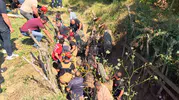 İnegöl'de ceviz tarlasında traktör faciası