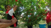 Aydın bahçelerinde kiraz bereketi yaşanıyor