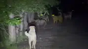 Ankara ormanlarında şaşırtan karşılaşma