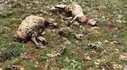 Sivas Gürün kırsalında yıldırım felaketi