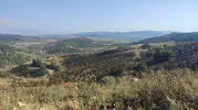 Manisa Akhisar'da orman yangını büyümeden söndürüldü