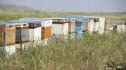 Şırnak İdil'de yarım asırlık Karadenizli arıcı geleneği