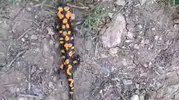 Göksun kırsalında nadir görülen canlı objektife yansıdı