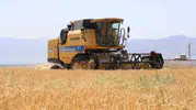 Elazığlı çiftçinin hasat mesaisi yabani ot engeline takıldı