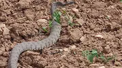 Malatya’da dev yılanla traktörlü düello