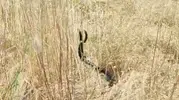 Elazığ kırsalında yılanların nadir çiftleşme dansı kameraya yansıdı