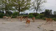 Germencik sokaklarında yeni dönem başlıyor
