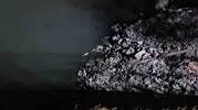 Bakırköy sahilinde yüzlerce balık kıyıya vurdu