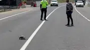 Erzurum Hınıs'ta trafikteki kaplumbağayı polis korumaya aldı