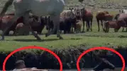Kayseri'de sazlığa düşen tayı görevli böyle kurtardı