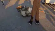 Bingöl’de yola çıkan eşek sürücünün kabusu oldu