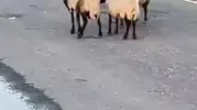 Siirt’te rögar suyunu içen 32 hayvan telef oldu