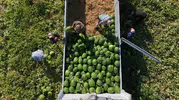 Aydın karpuzunda hasat telaşı Tarlada sıra bekliyorlar