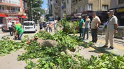 Bursa'da tarihi çınar ağacı yola devrildi