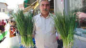Van dağlarında şifalı ot hasadı bu yıl daha uzun sürüyor