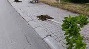 Patnos'ta çevreye zarar veren şahıs kameralara yakalandı
