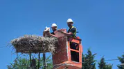 Tekirdağ leyleklerin göç yolunu bilimle takip edecek