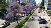 Adana sokakları mor çiçeklerle kaplandı