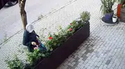 Avcılar'da çiçek hırsızlığı kameraya yansıdı