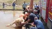 Muşta çamura saplanan inek itfaiye ekiplerince kurtarıldı