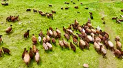 Ağrı'da yayla sezonu başladı