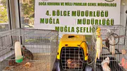 Muğla’daki gizli depoda kaçak egzotik hayvan operasyonu