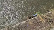 Karabük tünelinde çarptığı bozayı çayda ölü bulundu