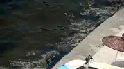 Gemlik sahillerinde müsilaj kabusu geri döndü