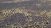 Siverek’te trafo yangını felaketi 200 dönüm yandı 3 kişi yaralandı