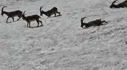 Tunceli dağlarında yaban hayatı karla kaplı arazide bir araya geldi