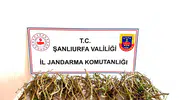 Ceylanpınar'da fıstık ağaçlarını talan eden hırsızlara suçüstü