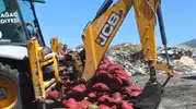 Manisa yolunda yakalanan 4 ton midye imha edildi