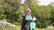 Mersin Gülnar topraklarında atalık nohut dönemi yeniden başladı