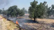 Edremit'te çöp sahasındaki yangın zeytinliklere sıçradı