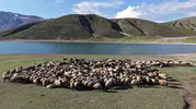 Sıcaklardan kaçan göçerlerin beş aylık Bitlis mesaisi başladı