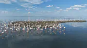 Tuz Gölü flamingo nüfusunda büyük artış yaşanıyor
