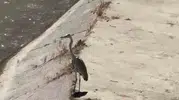 Karabük'te doğanın sessiz avcıları aynı kıyıda buluştu