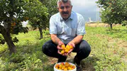 Osmaniyeli çiftçinin kayısı kazancı yüz güldürüyor