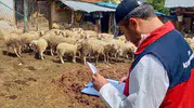 Afyon’da küçükbaş hayvancılık için yeni dönem başladı