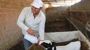 Denizli’de 6 aylık doğan minik buzağıya bebek gibi bakıyor