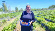 Şehirli çift Yozgat’ta çilek tarlasıyla yeni bir hayat kurdu