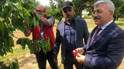 Akşehir kirazında yeni sezon öncesi kritik saha denetimi