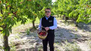 Bilecik kirazında hasat zamanı başladı