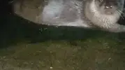 Giresun limanında beklenmedik misafirler