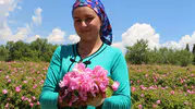 Isparta gül bahçelerinde hasat dönemi başladı